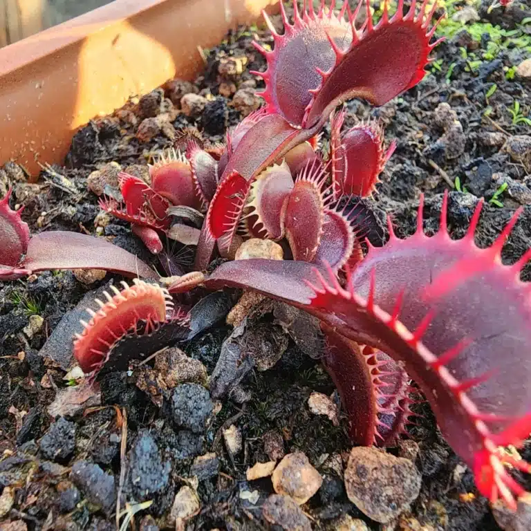 Maroon Monster Venus Fly Trap