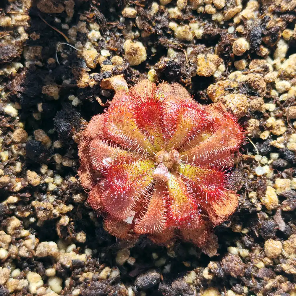 Drosera Aliciae