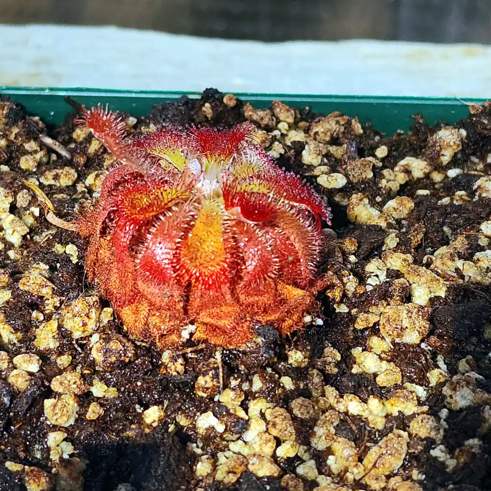 Drosera Aliciae