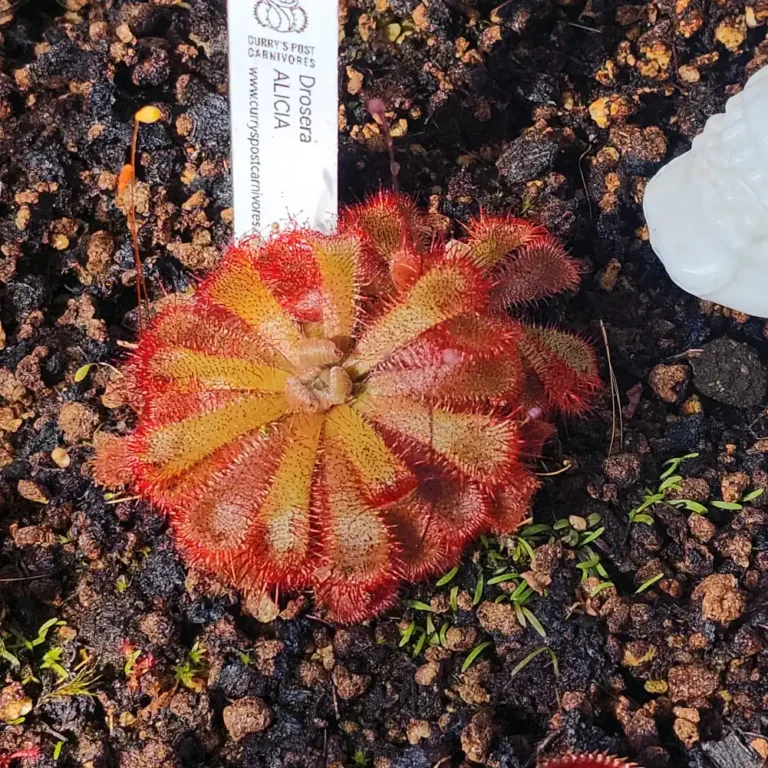 Drosera Aliciae