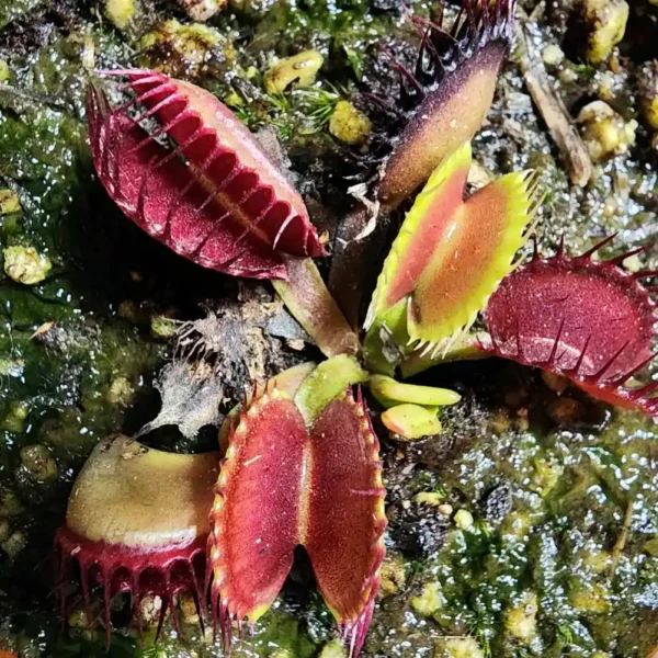 Venus Flytrap - B52