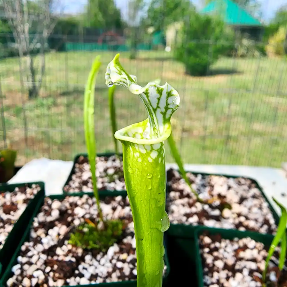 Hurricane Creek White