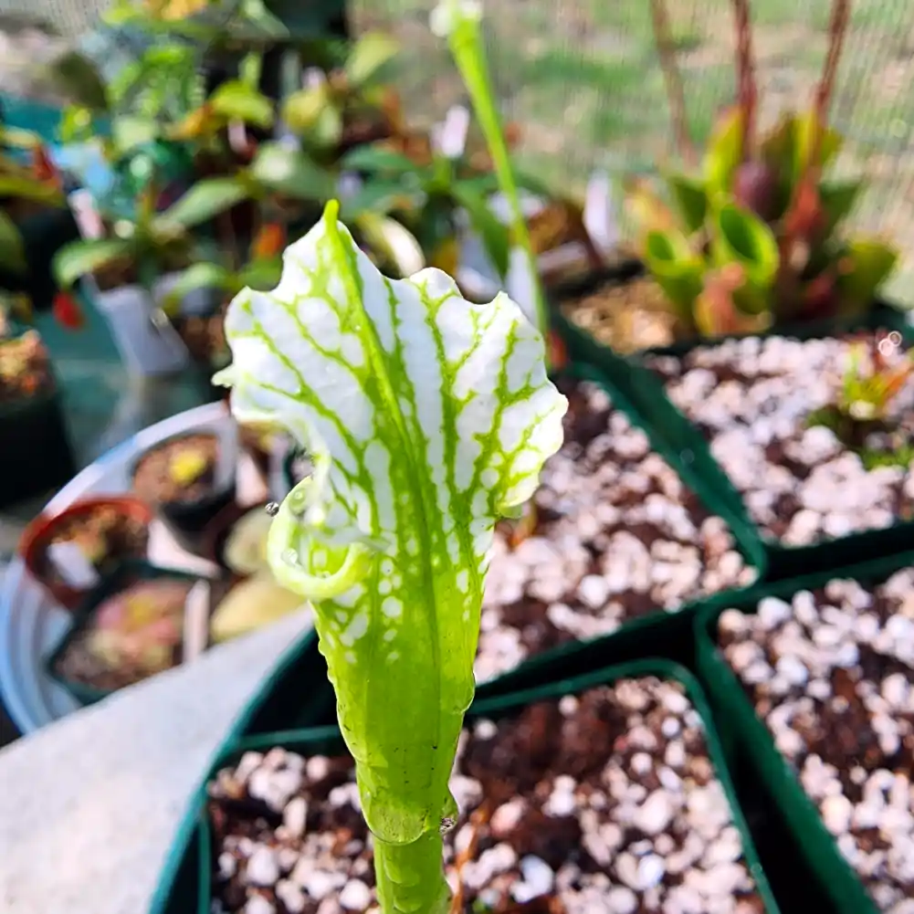 Hurricane Creek White