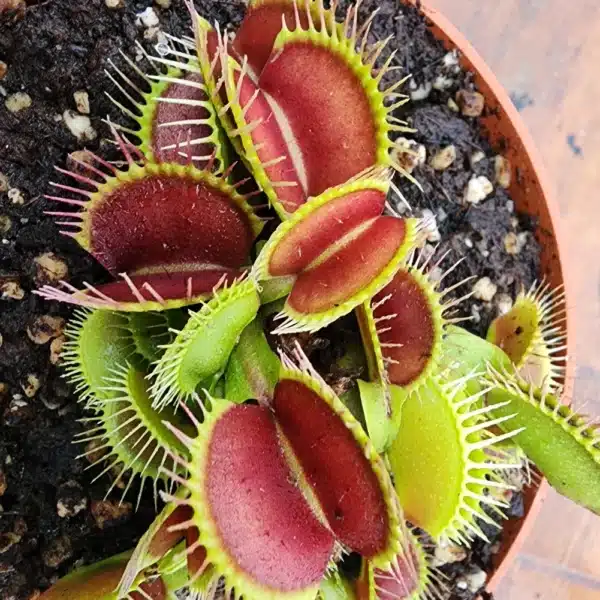 Venus Flytrap - DC XL - Image 4