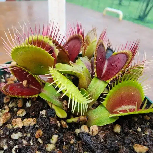 Venus Flytrap - DC XL - Image 3