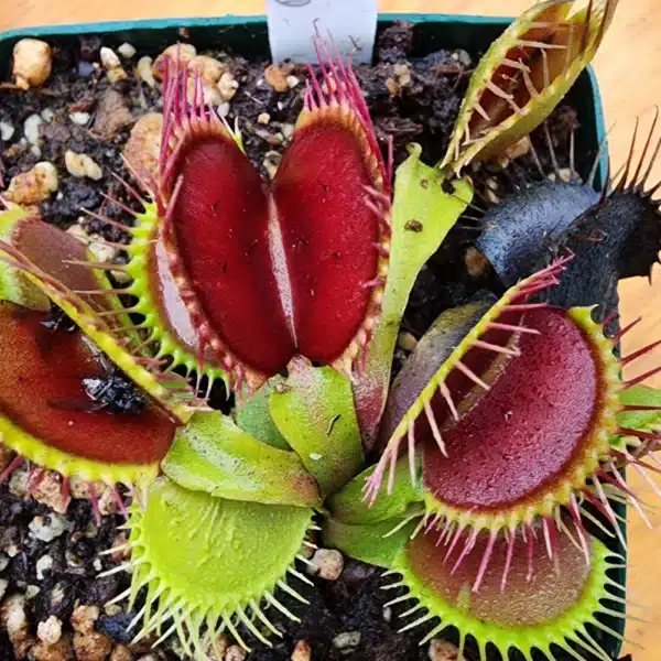 Venus Flytrap - DC XL - Image 2