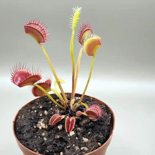 Venus Fly Trap Daddy Long Legs