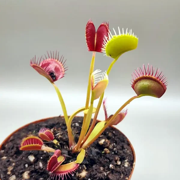 Venus Fly Trap Daddy Long Legs