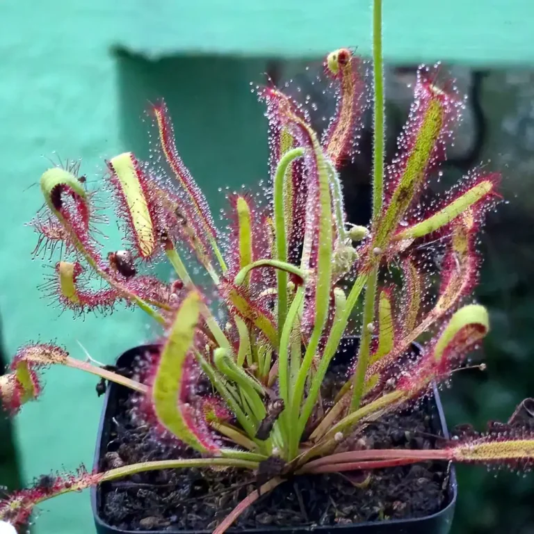 Drosera Cape Typical