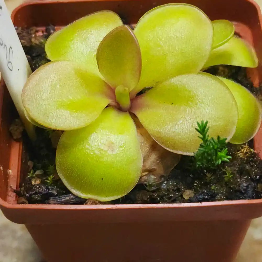 Pinguicula Guatemala