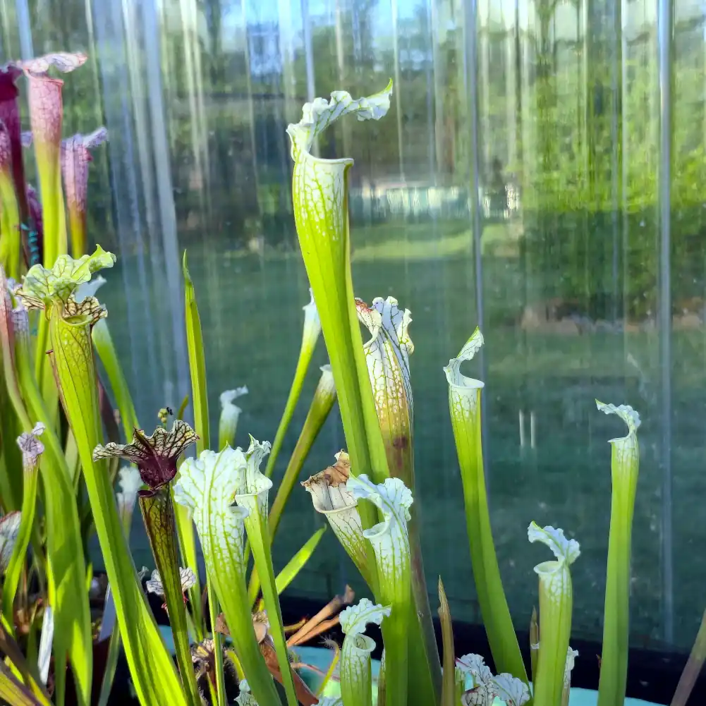 Sarracenia Hurricane Creek White