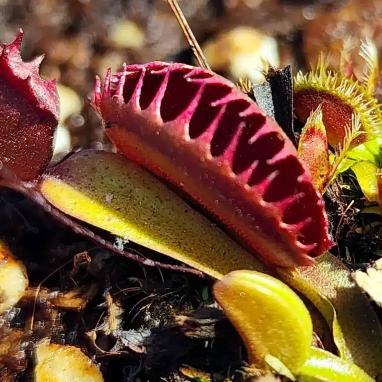VFT Jaws