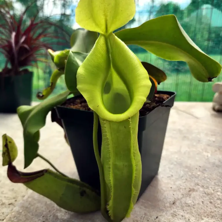 Nepenthes Tootles