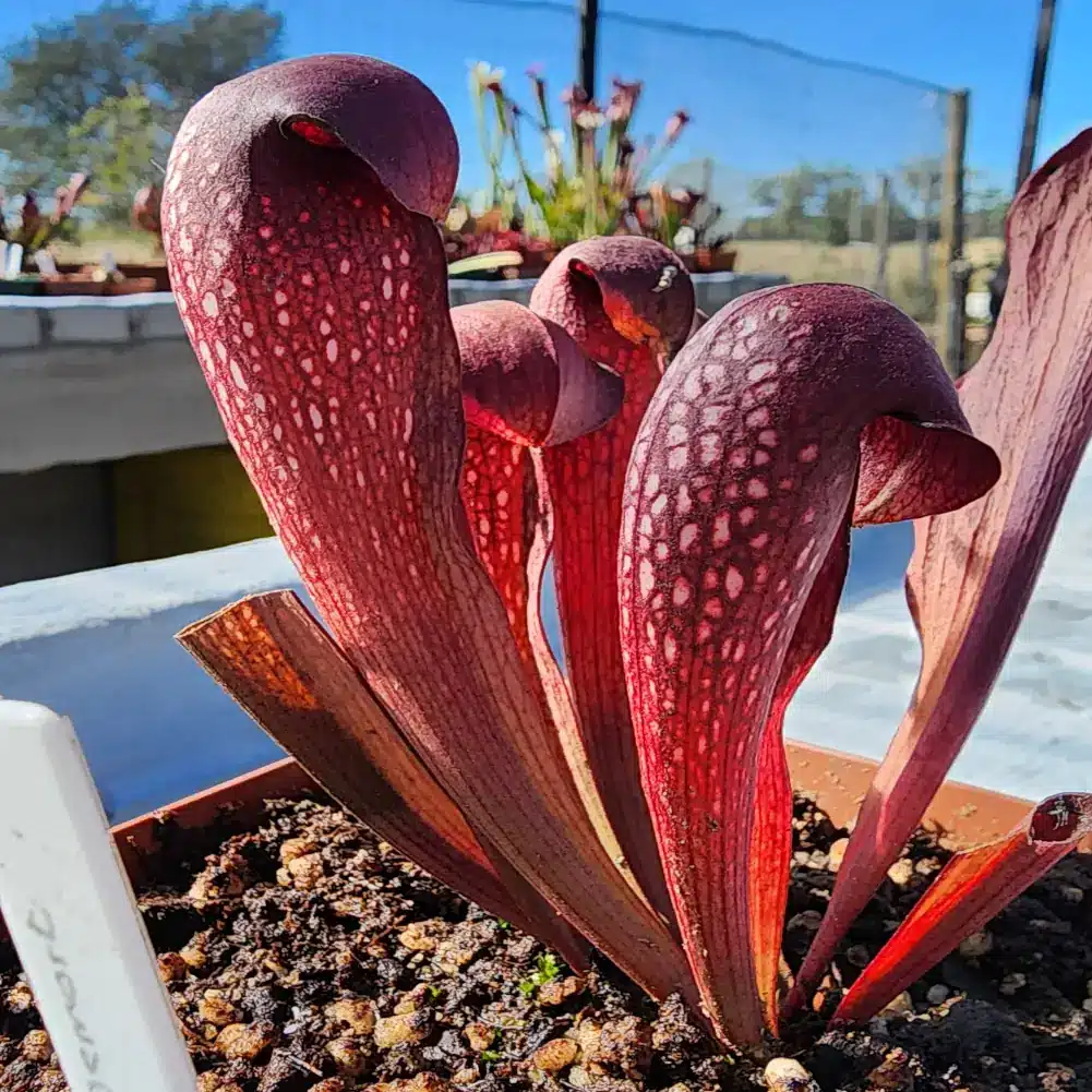 Sarracenia - Voldemort - Image 4