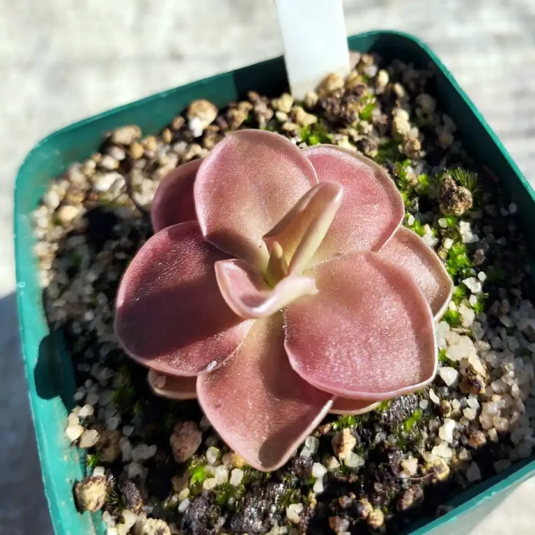 Pinguicula Wesser