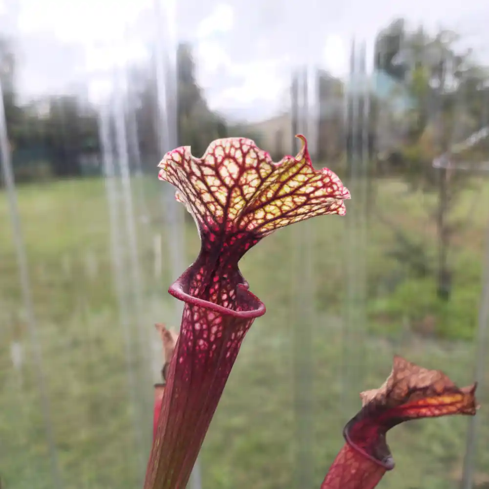 Sarracenia - Wilkerson White Knight x Red - Image 5