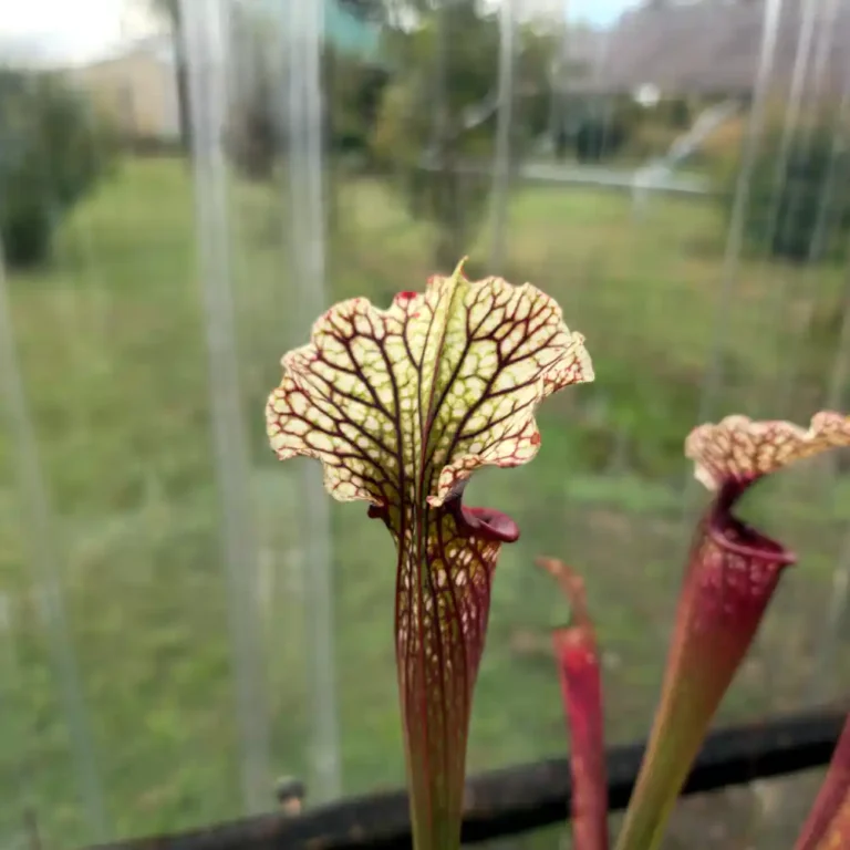 Wilkerson White Knight x Red