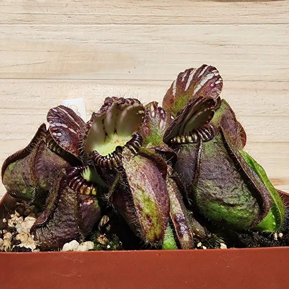 cephalotus diflora giant