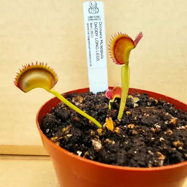 VFT Daddy Long Legs