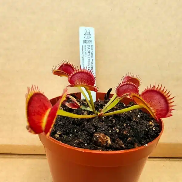 Venus Flytrap - Daddy Long Legs - Image 4