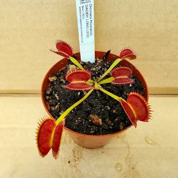 Venus Flytrap - Daddy Long Legs - Image 5