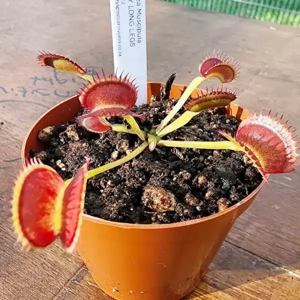 Venus Flytrap - Daddy Long Legs - Image 6