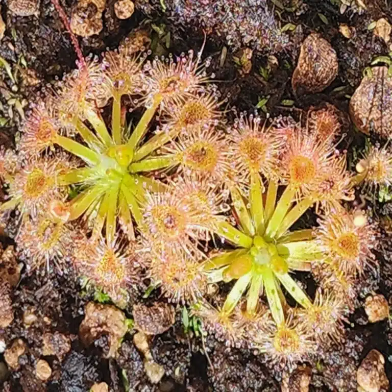 drosera pulchella