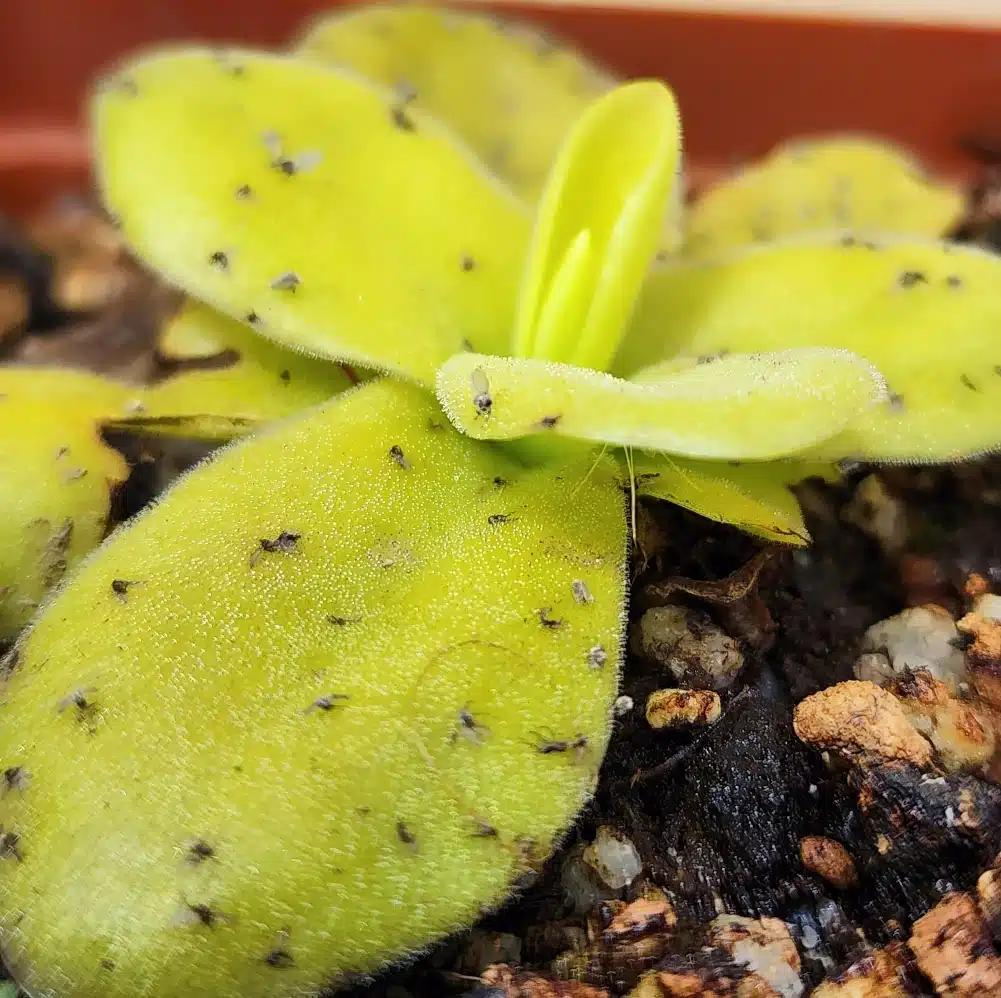 pinguicula gigantea