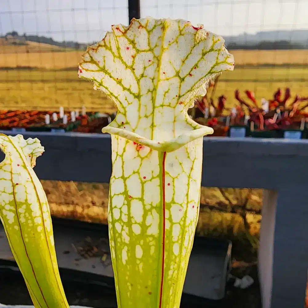 Leucophylla Hurricane Creek White