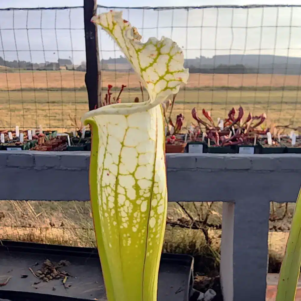 Leucophylla Hurricane Creek White