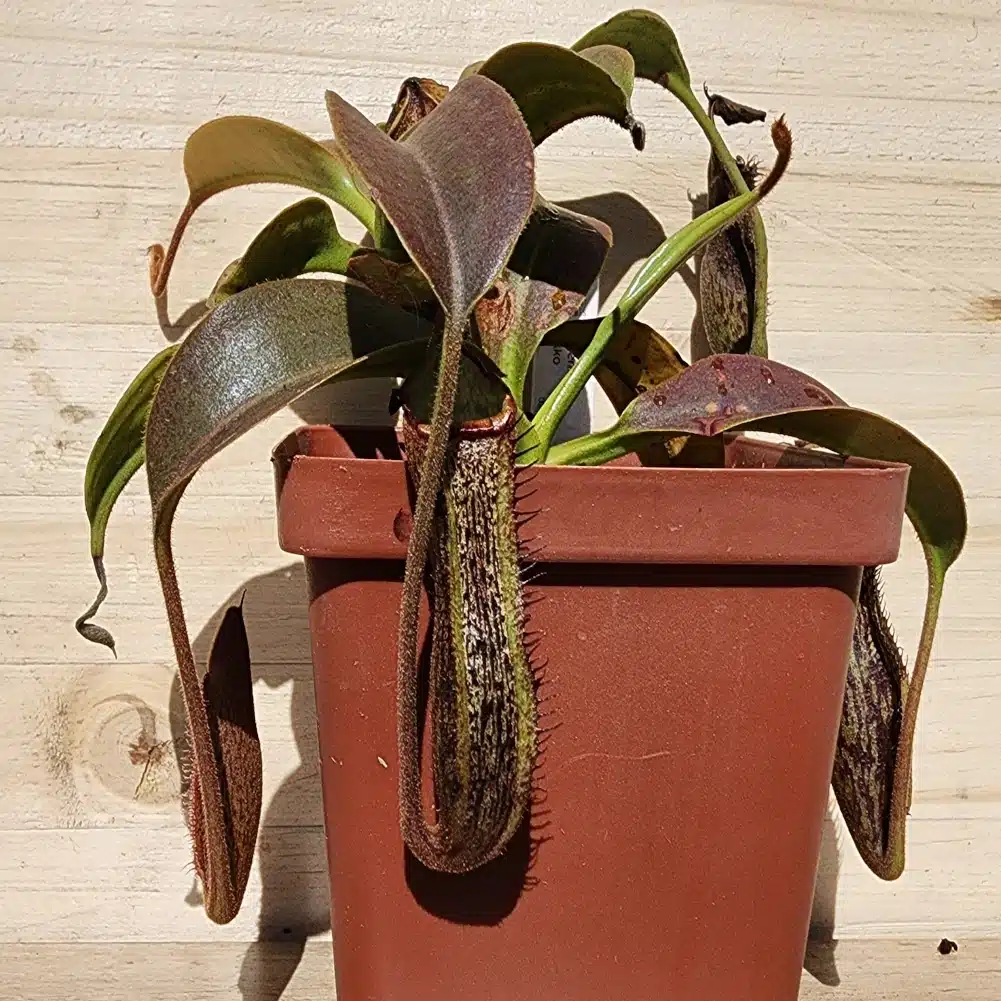 nepenthes cekko