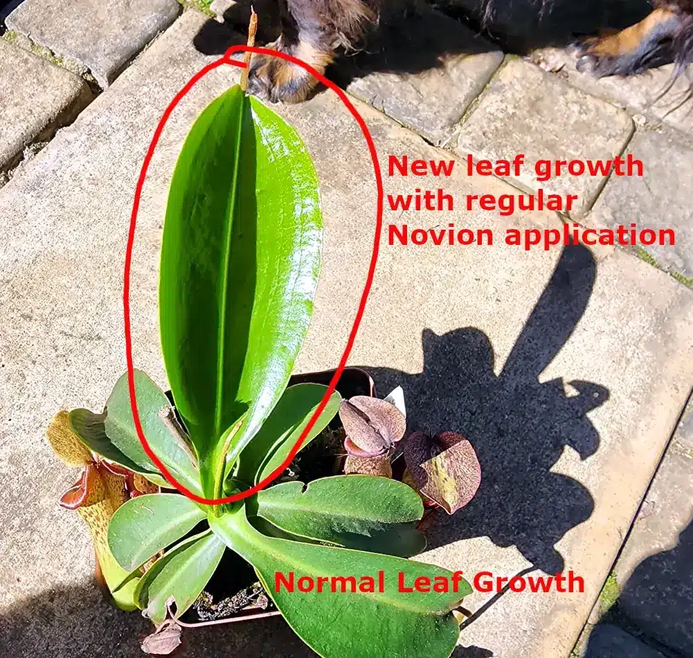 Leaf Growth with Novion