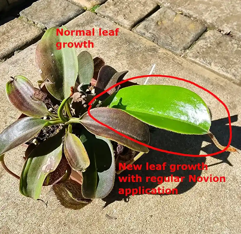 Novion Foliar Feed - Image 7