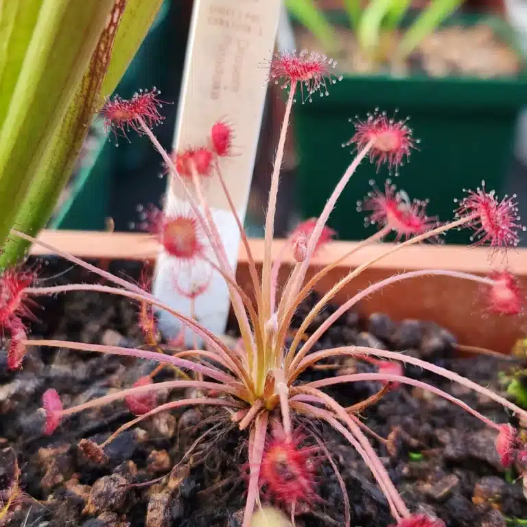 drosera paradoxa