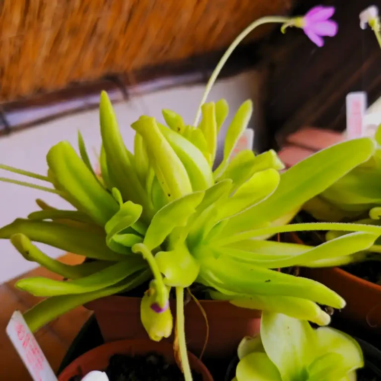 ping Moctazumae x Gigantea