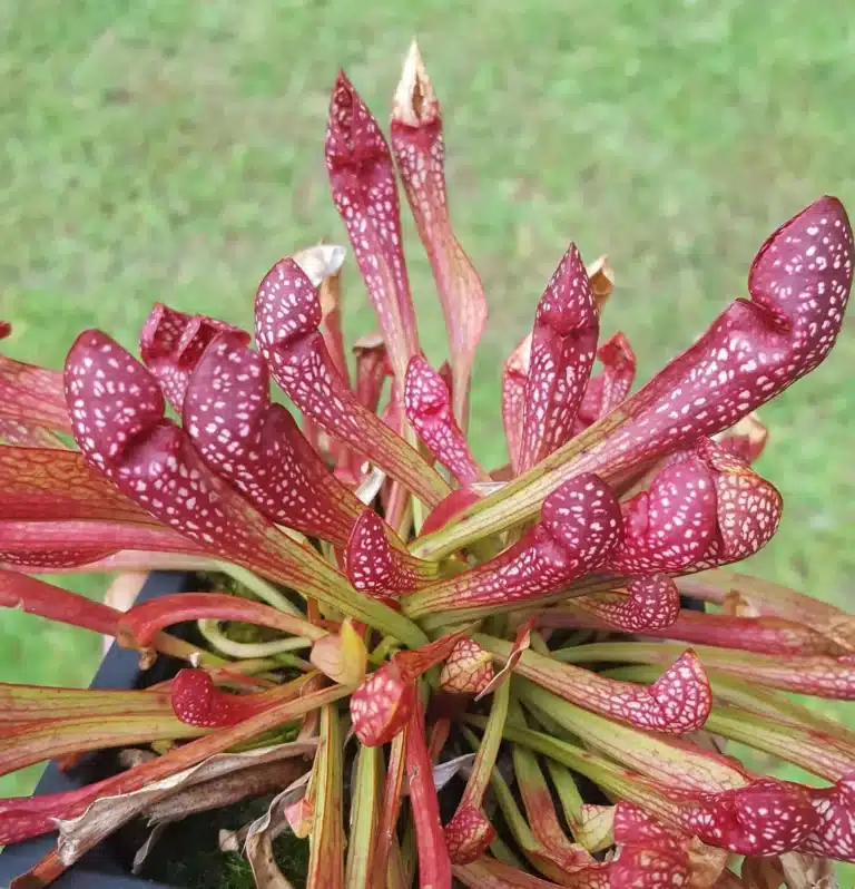 sarracenia scarlett belle