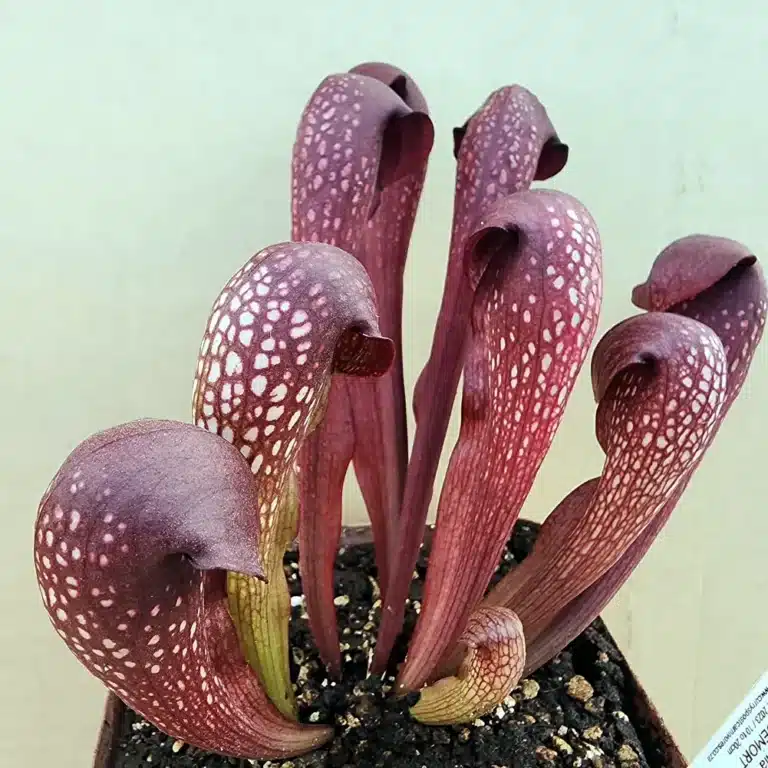 Sarracenia Voldemort