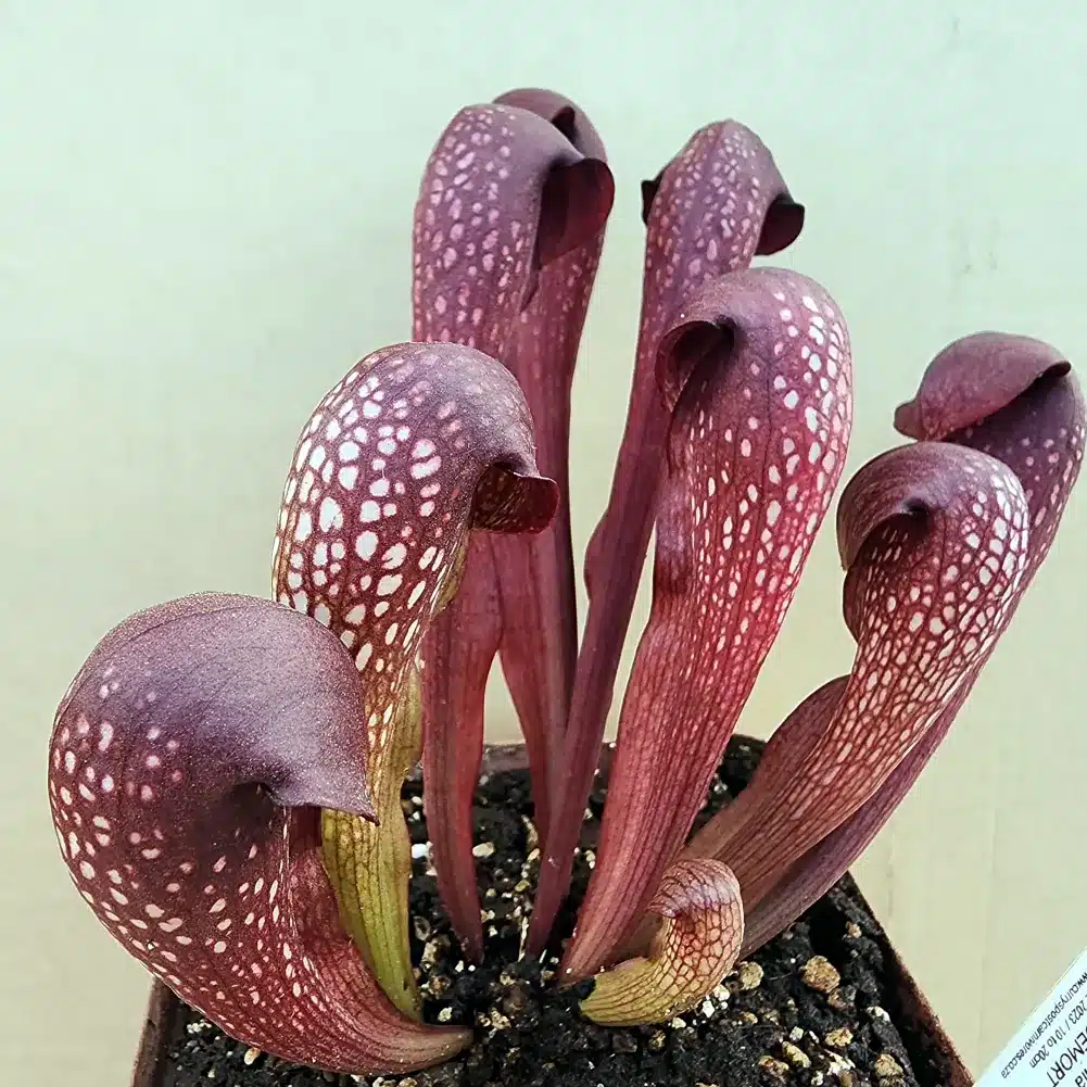 Sarracenia Voldemort