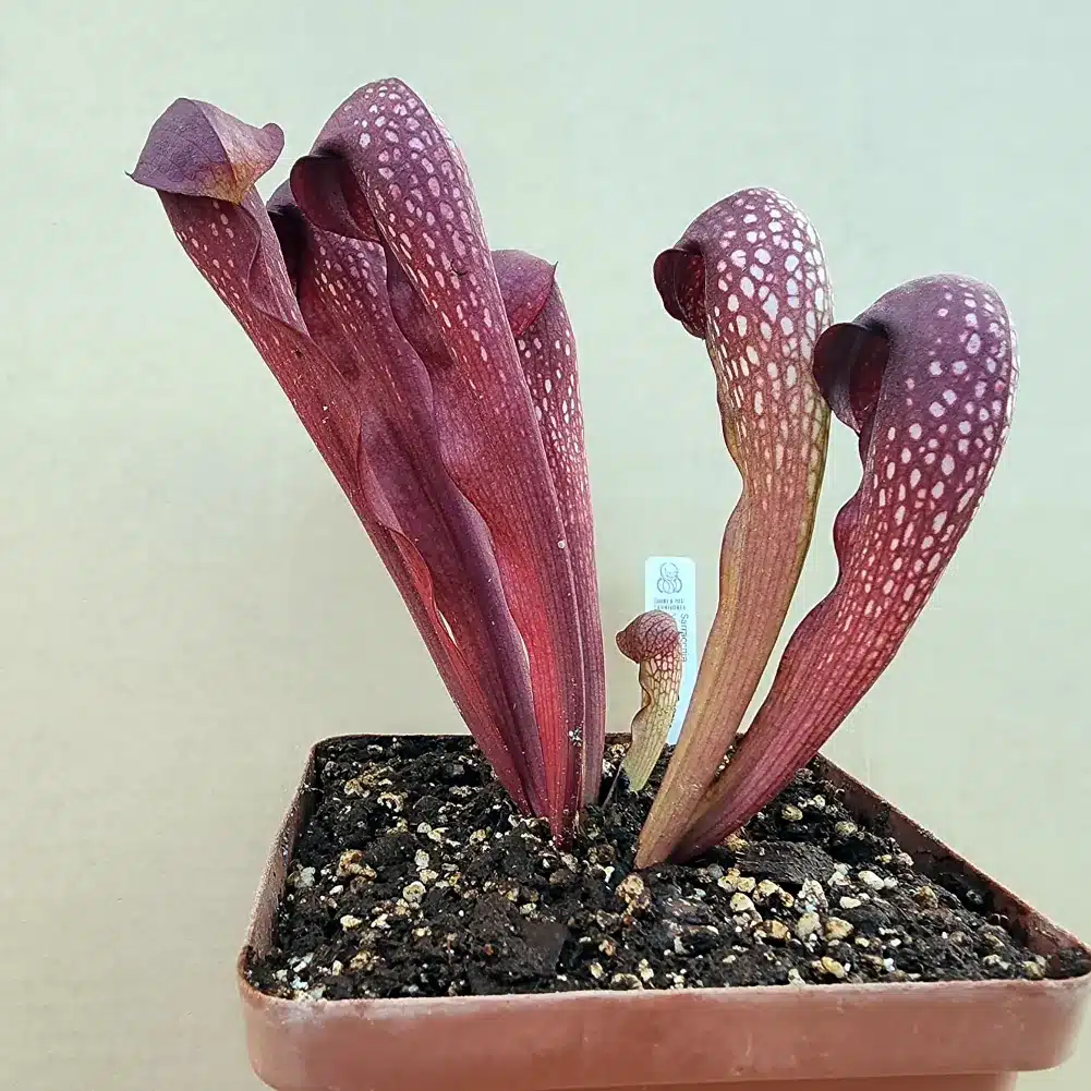 Sarracenia Voldemort