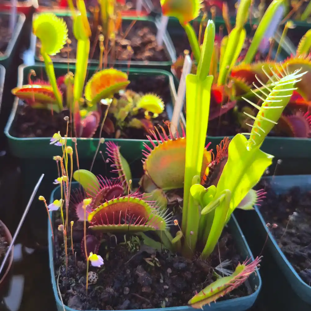 Venus Fly Trap B52 Canada