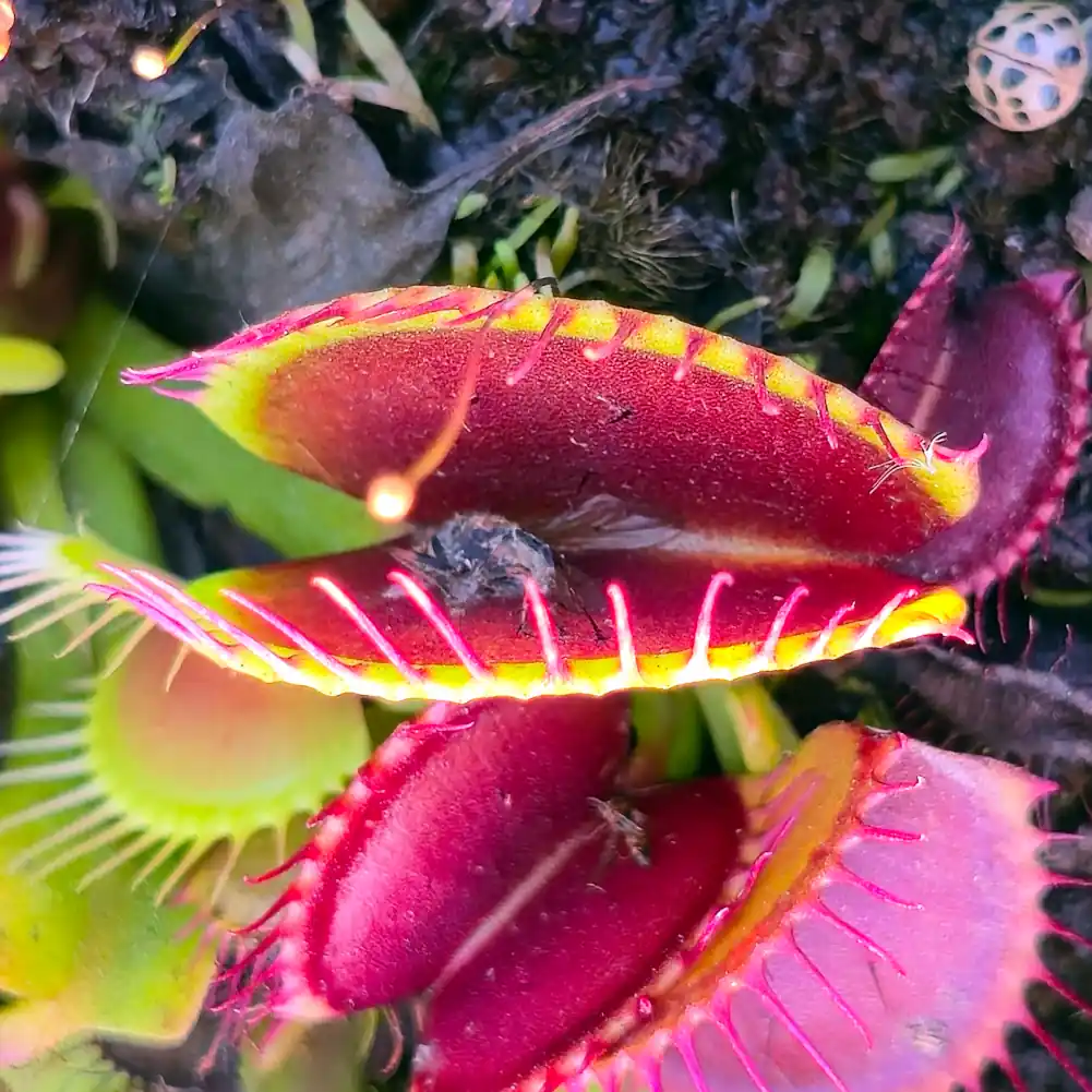 Venus Flytrap - B52 Canada - Image 2