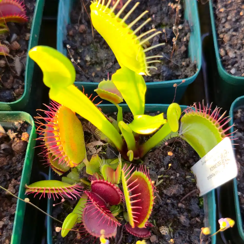 Venus Flytrap - B52 Canada - Image 7