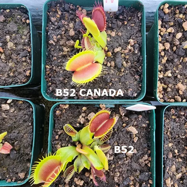 B52 Canada