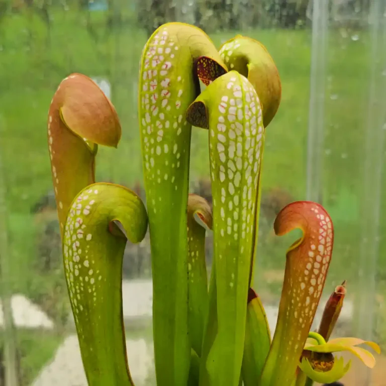 Sarracenia Maka