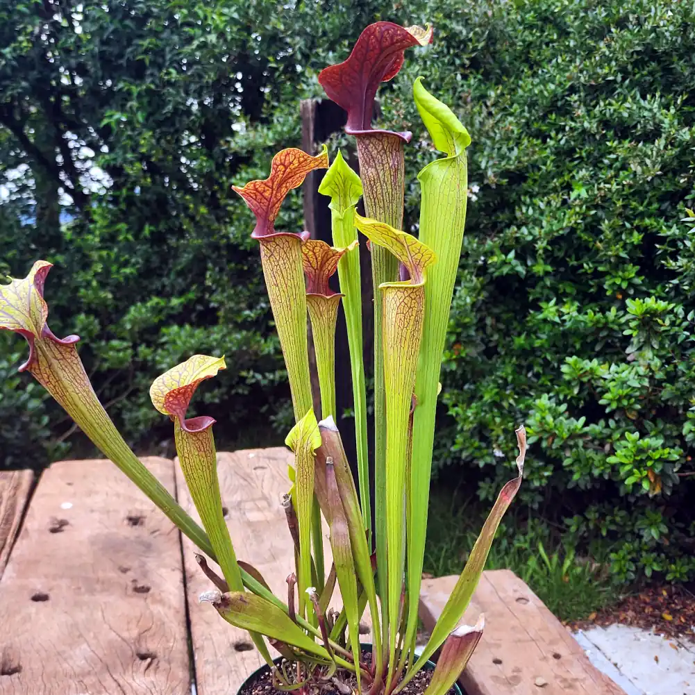 sarracenia ornata red throat