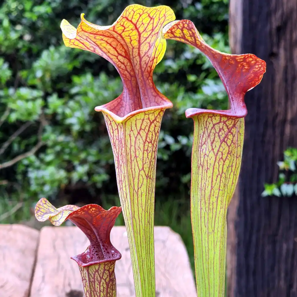sarracenia ornata red throat