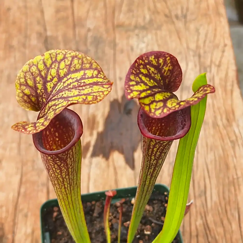 sarracenia ornata red throat