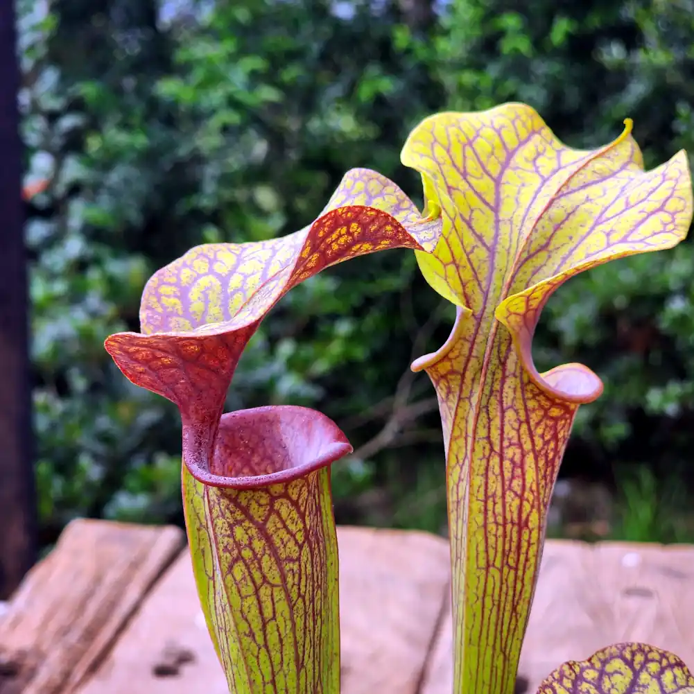 Sarracenia - Ornata Red Throat - Image 7