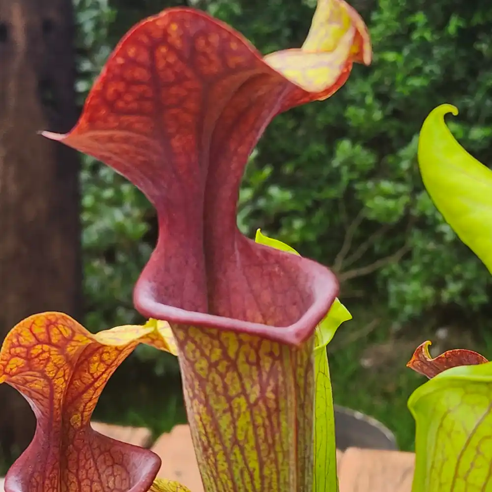 sarracenia ornata red throat