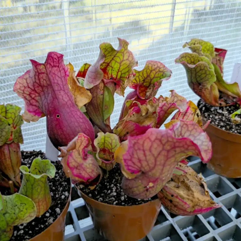 Sarracenia Cheruwa